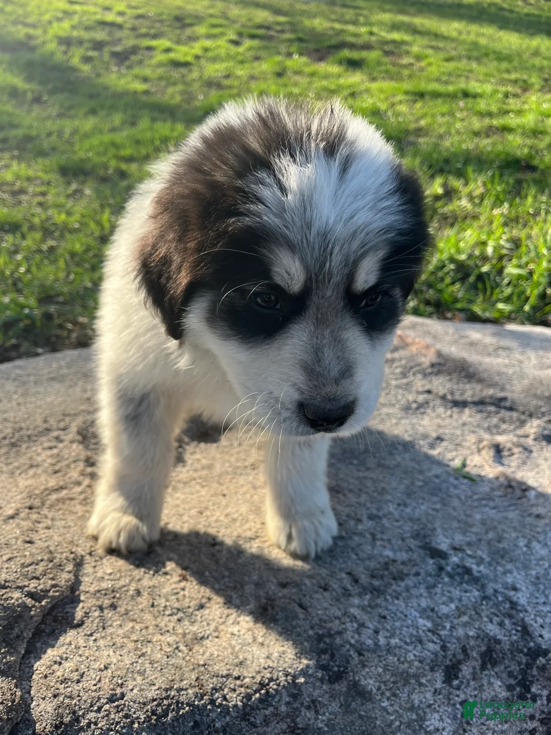 Great Pyrenees dogs for sale: Paw - Ad 1