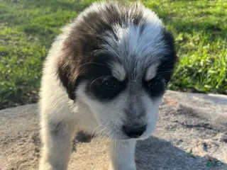 Great Pyrenees dogs Paw - Ad 18