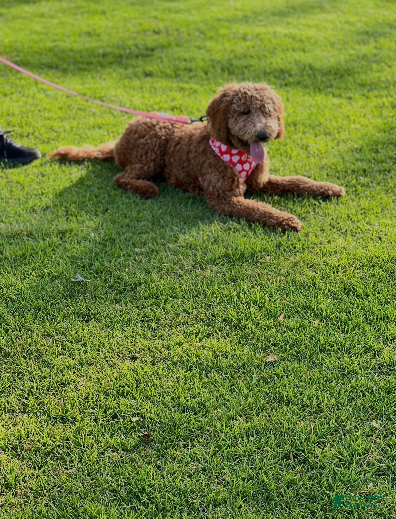 Labradoodle dogs Labradoodle 3 - Ad 2