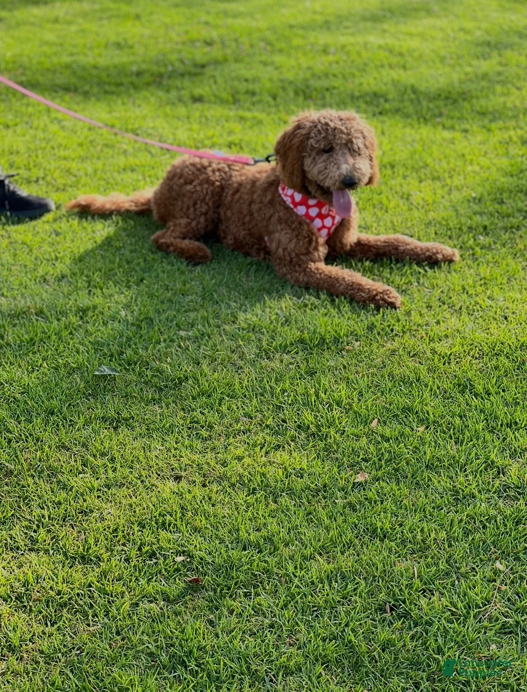 Labradoodle dogs for sale: Labradoodle 3 - Ad 2