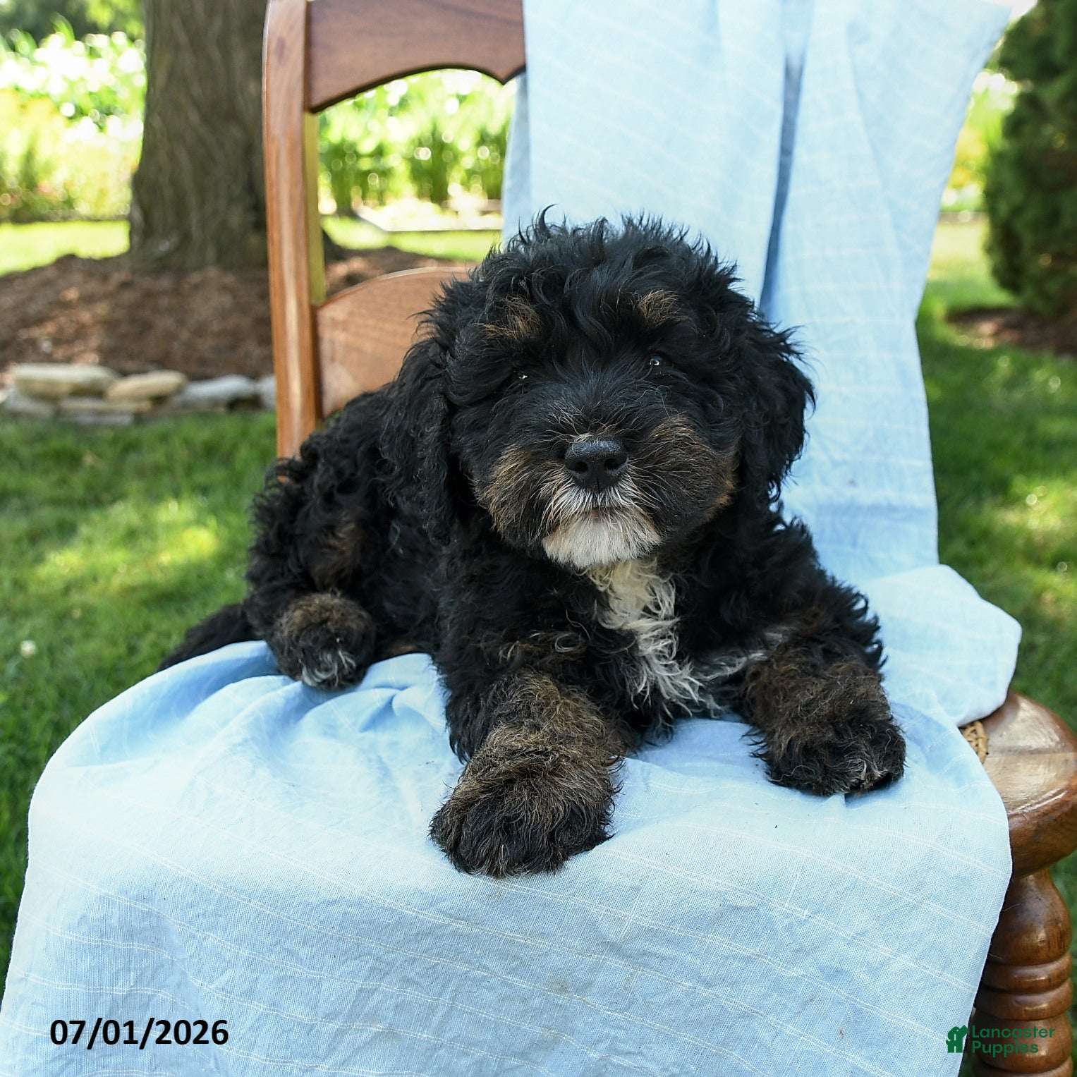 Mini Bernedoodle dogs Regina - Ad 2