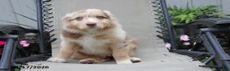 Australian Shepherd dogs for sale: Candy - Ad 8