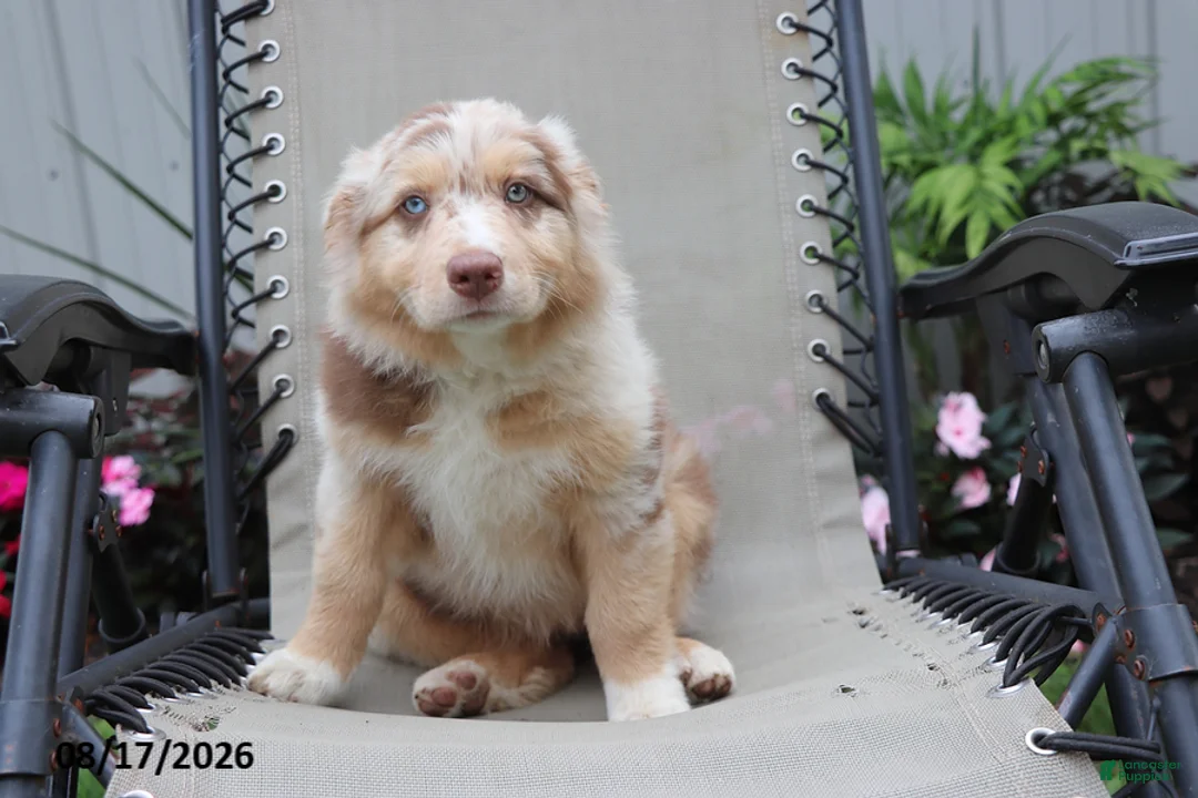 Australian Shepherd dogs for sale: Candy - Ad 8