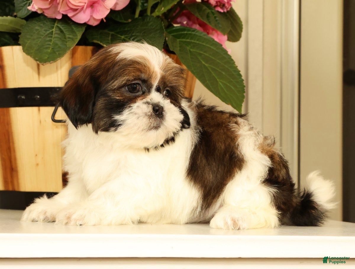 Malshi dogs for sale: Macey - Ad 3