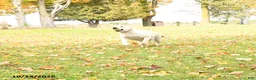 Labrador Retriever dogs for sale: Lily - Ad 5