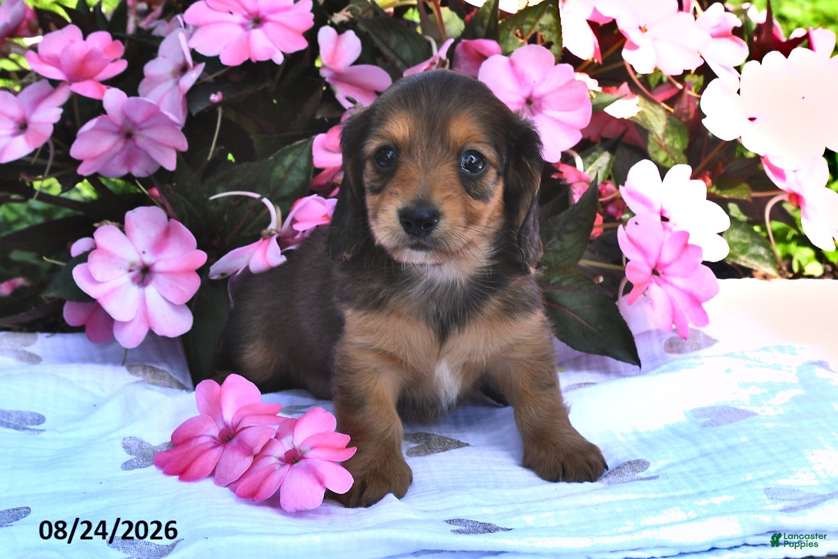 Miniature Dachshund dogs Sadie - Ad 1