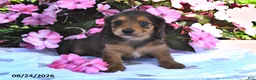 Miniature Dachshund dogs for sale: Sadie - Ad 1