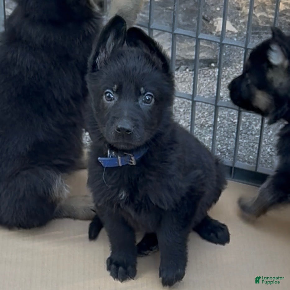 German Shepherd dogs for sale: UÑA - Ad 1