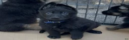 German Shepherd dogs for sale: UÑA - Ad 1