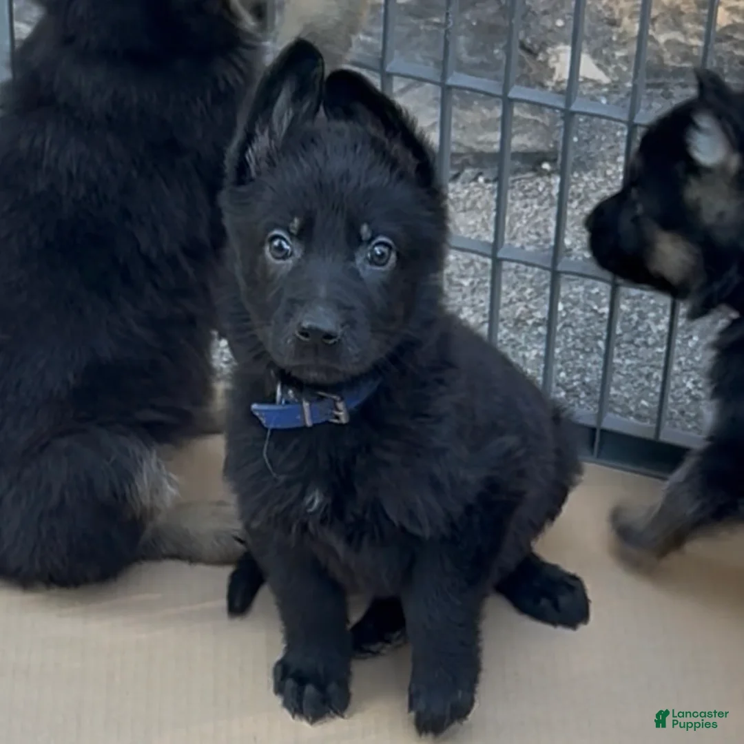 German Shepherd dogs for sale: UÑA - Ad 1