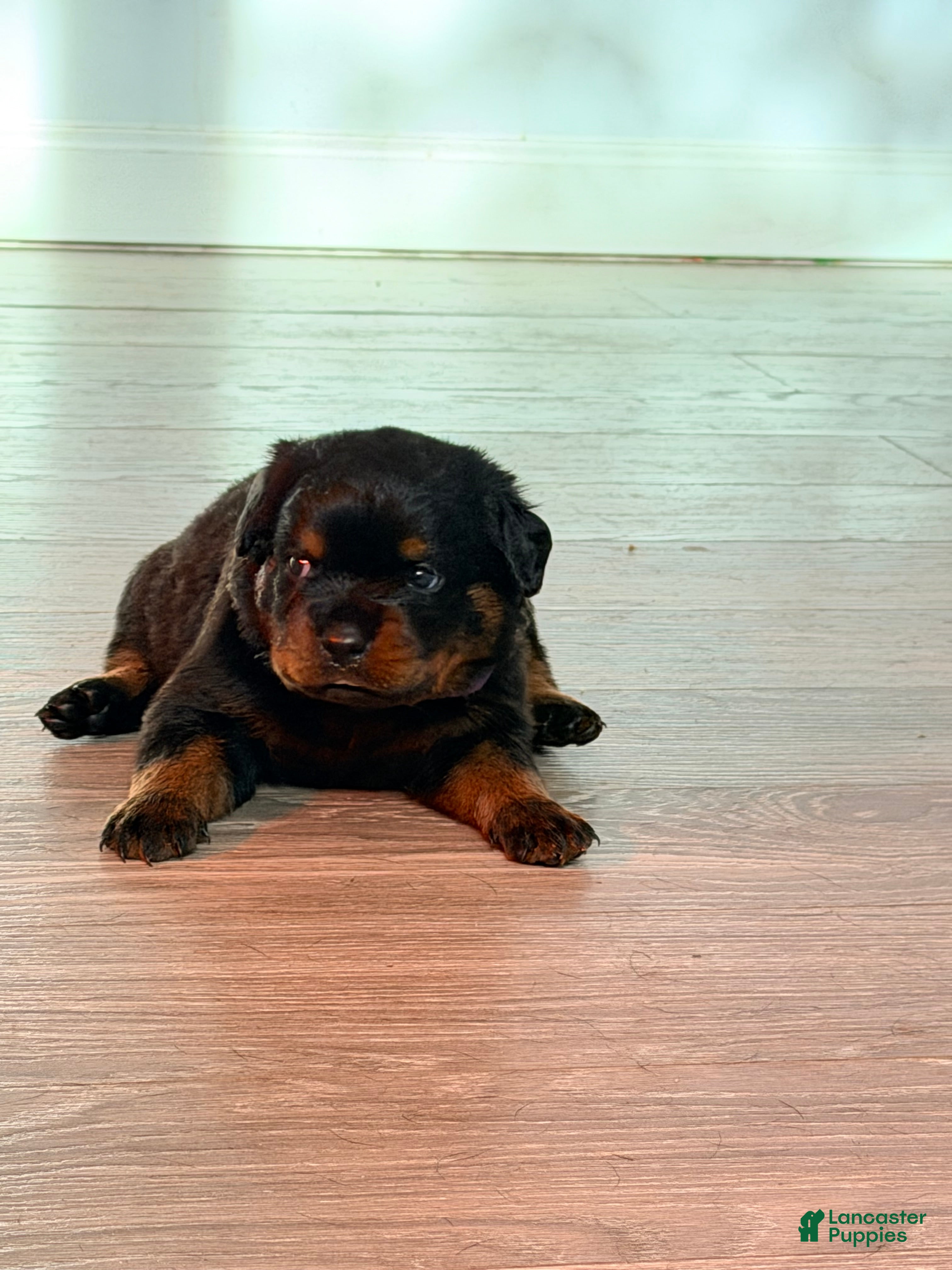 Rottweiler dogs Rottweiler 10 - Ad 11