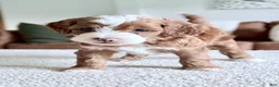 Mini Goldendoodle dogs for sale: Marshmallow-petite  - Ad 7