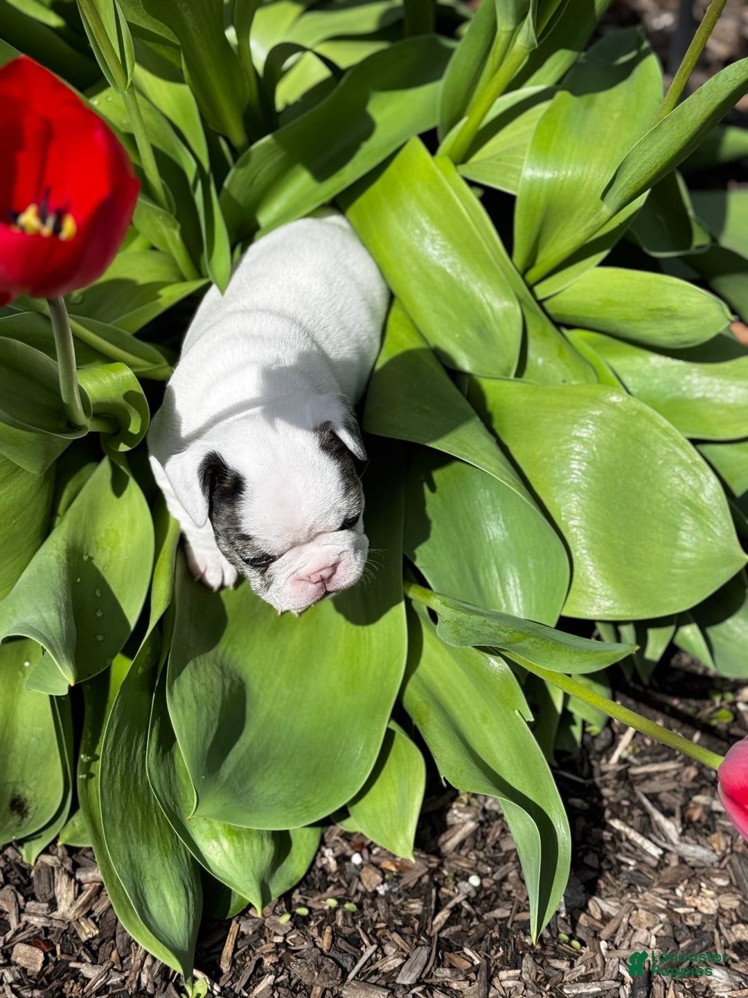 French Bulldog dogs for sale: French Bulldog Puppy 2 “Whisp” - Ad 8