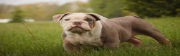 English Bulldog dogs for sale: Nate English Bulldog Puppy  - Ad 1