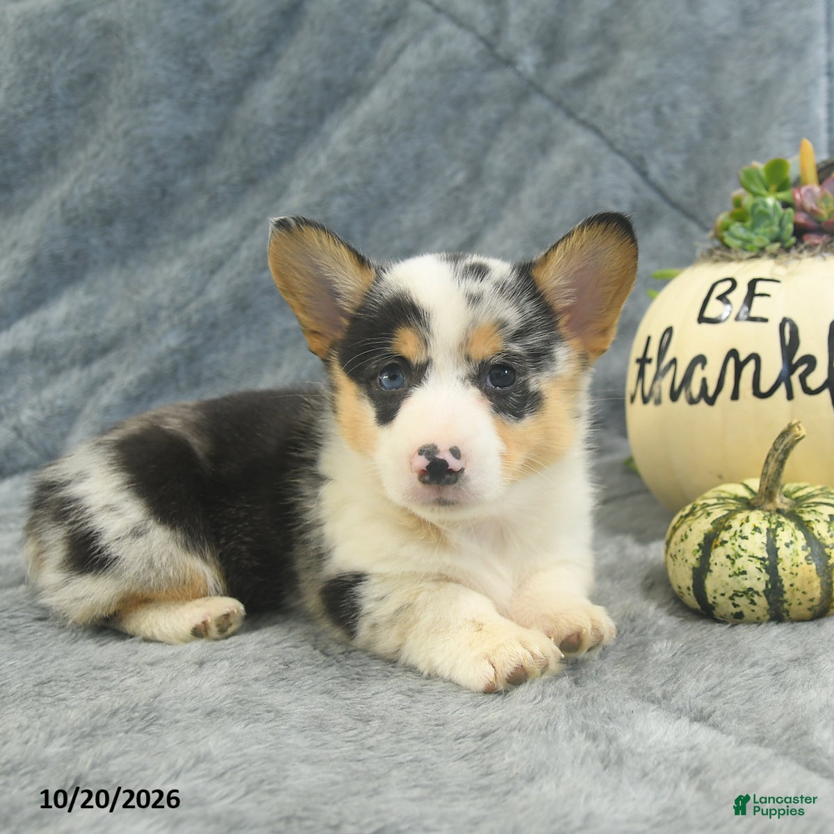 Welsh Corgi Pembroke dogs Marble - Ad 1