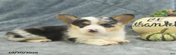 Welsh Corgi Pembroke dogs for sale: Marble - Ad 1