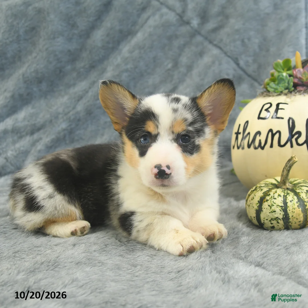 Welsh Corgi Pembroke dogs for sale: Marble - Ad 1