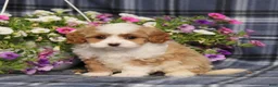 Cavapoo dogs for sale: BJ's Wanda - Ad 3