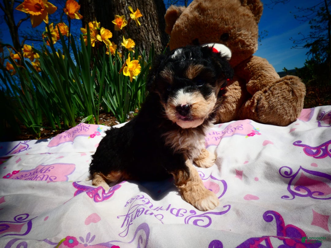 Gallery Image {{count}}