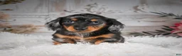 Miniature Dachshund dogs for sale: AKC-Riena - Ad 3