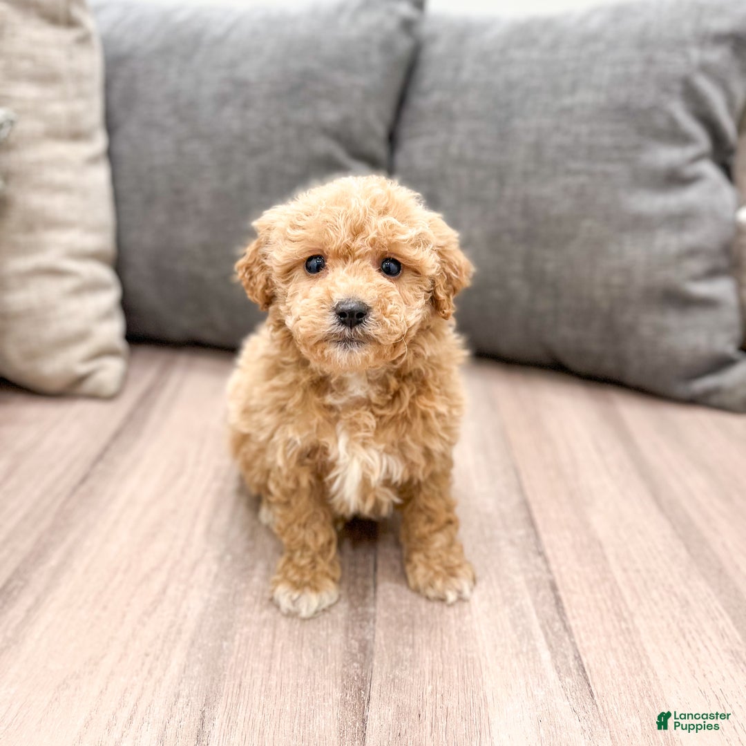 Goldendoodle dogs for sale: Tanner  - Ad 2