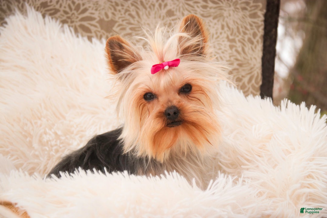 Yorkshire Terrier dogs for sale: Megan - Ad 2