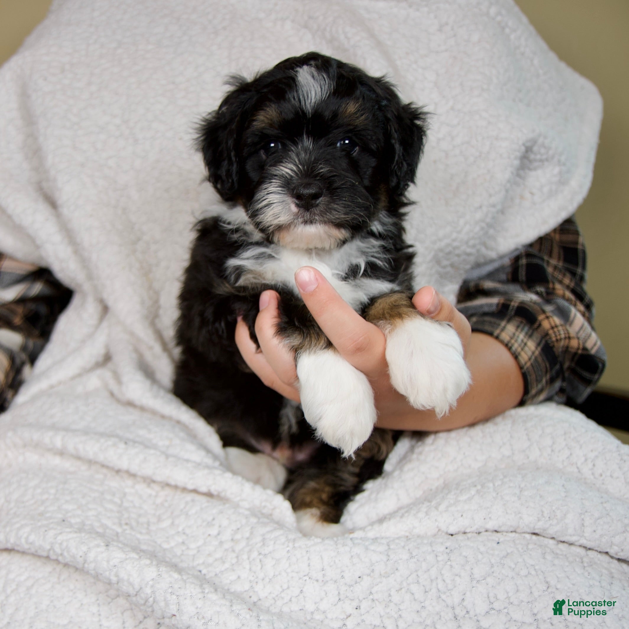 Mini Bernedoodle dogs Bandit - Ad 2
