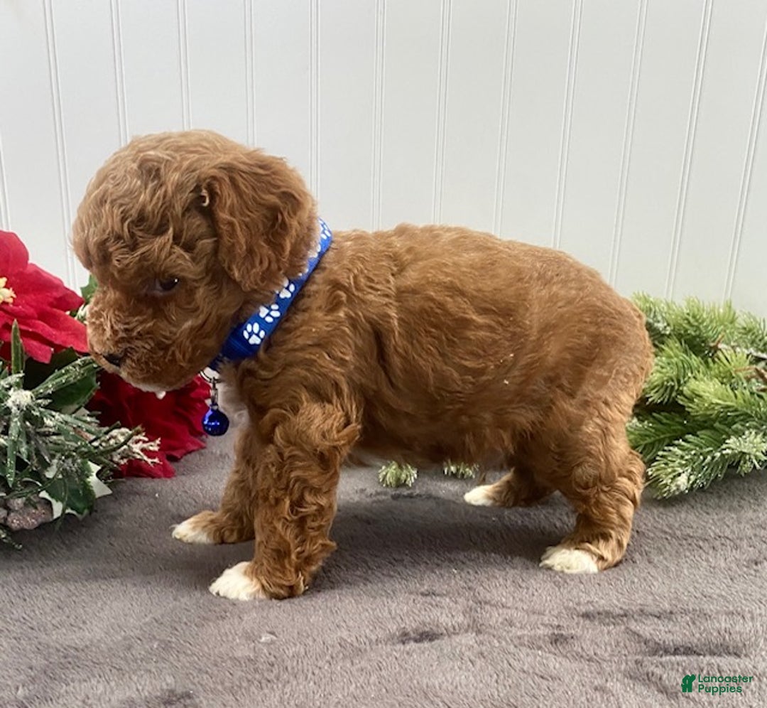 Toy Poodle dogs for sale: Buddy - Ad 2