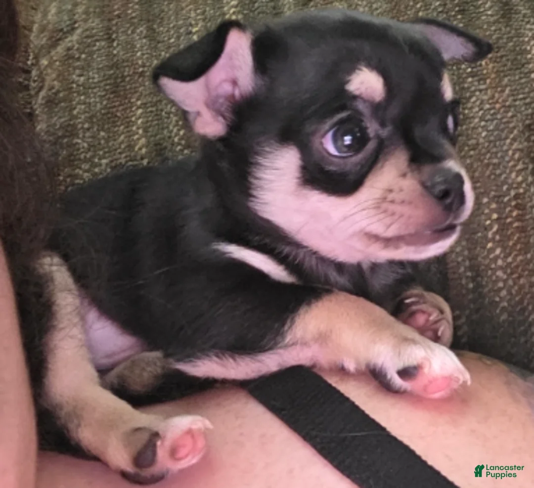 Chihuahua dogs for sale: Chihuahua Puppy 1 - Ad 3