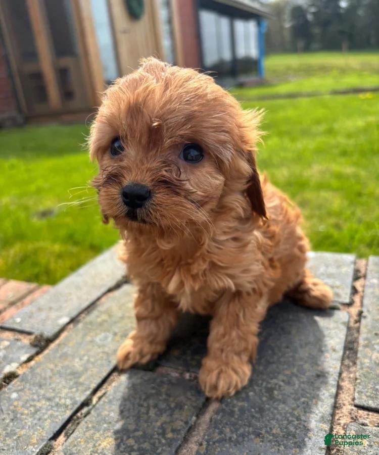 Cavapoo dogs Katie  - Ad 32