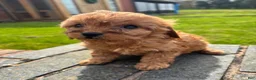 Cavapoo dogs for sale: Katie  - Ad 1