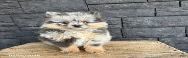 Teddy
