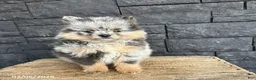 Pomeranian dogs for sale: Teddy - Ad 1