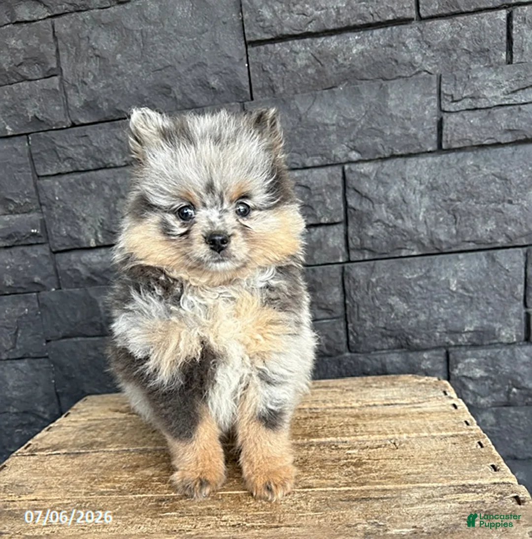 Pomeranian dogs for sale: Teddy - Ad 1