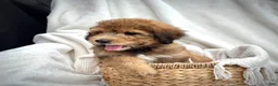 Bernedoodle dogs for sale: Theo - Ad 7