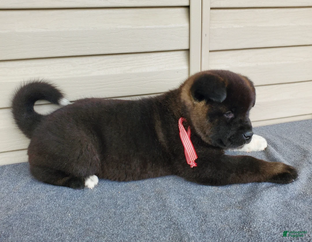 Akita dogs for sale: Nola - Ad 1
