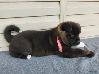 Akita dogs for sale: Nola - Ad 1
