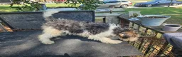 Wire Fox Terrier dogs for sale: Wire Fox Terrier Male 1 - Ad 3