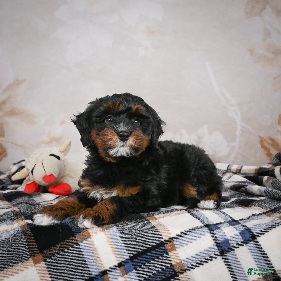 Bernedoodle dogs for sale: Kobe - Ad 2
