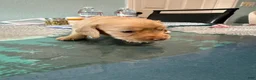 Mixed Breed dogs for sale: Zoey - Ad 4