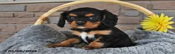 Cavalier King Charles Spaniel dogs for sale: Twilight - Ad 1