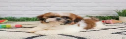 Shih Tzu dogs for sale: Flower  - Ad 3