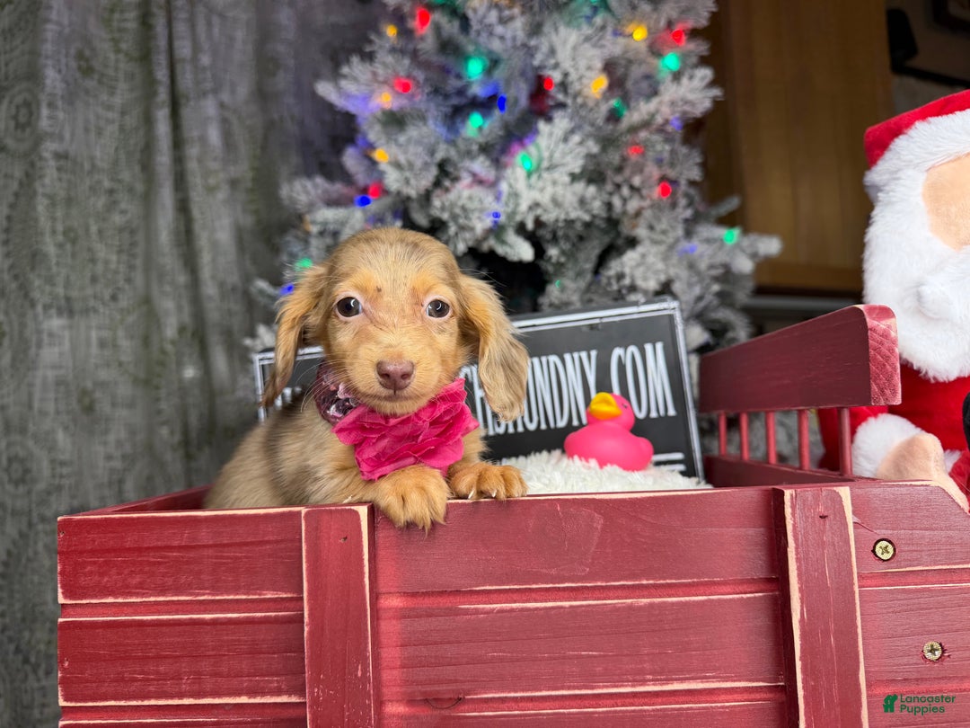 Miniature Dachshund dogs for sale: Akc POL PRA CLEAR CH RUSSIAN  - Ad 10