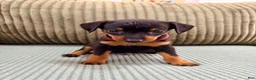 Miniature Pinscher dogs for sale: Luke - Ad 9