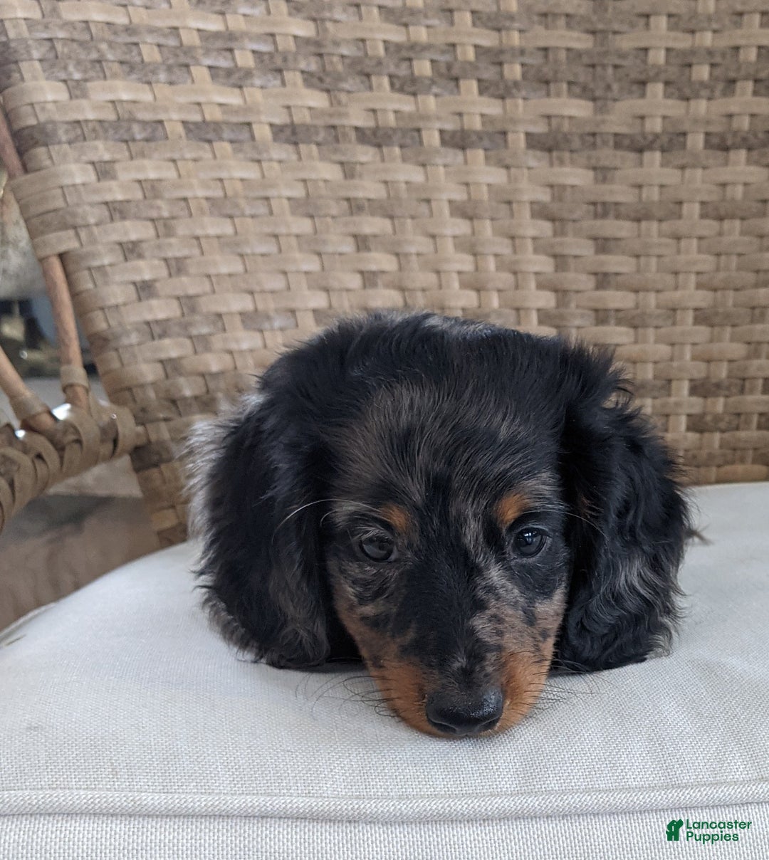 Miniature Dachshund dogs for sale: Frankie  - Ad 13