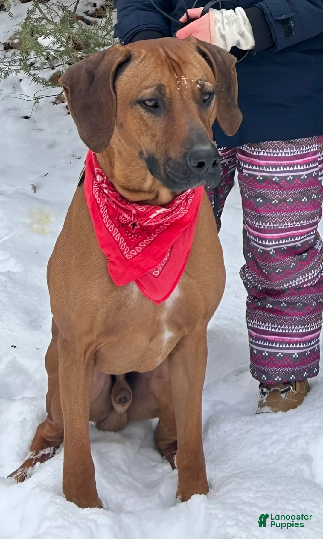 Rhodesian Ridgeback dogs for stud: Archer - Ad 3