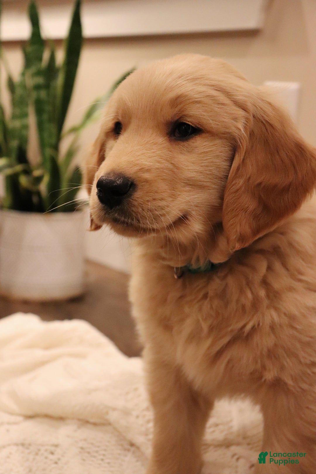 Golden Retriever dogs for sale: Wellington - Ad 3