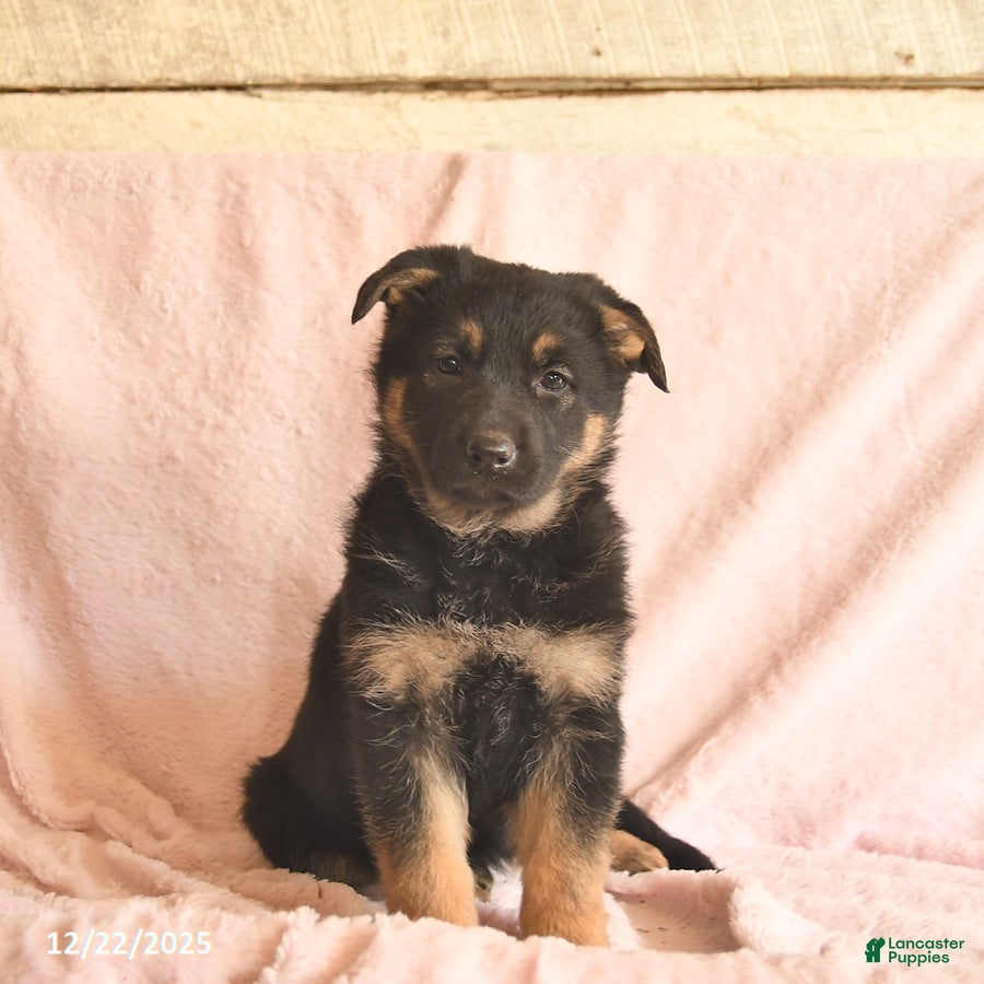 German Shepherd dogs Bell  - Ad 8