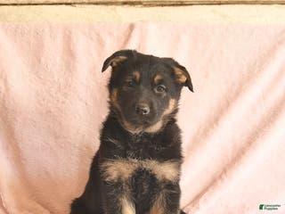 German Shepherd dogs Bell - Ad 27