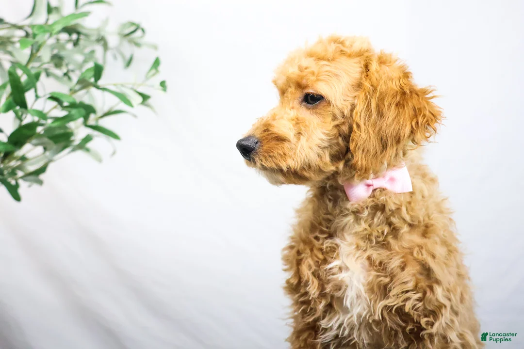 Goldendoodle dogs for sale: KELLY - Ad 2